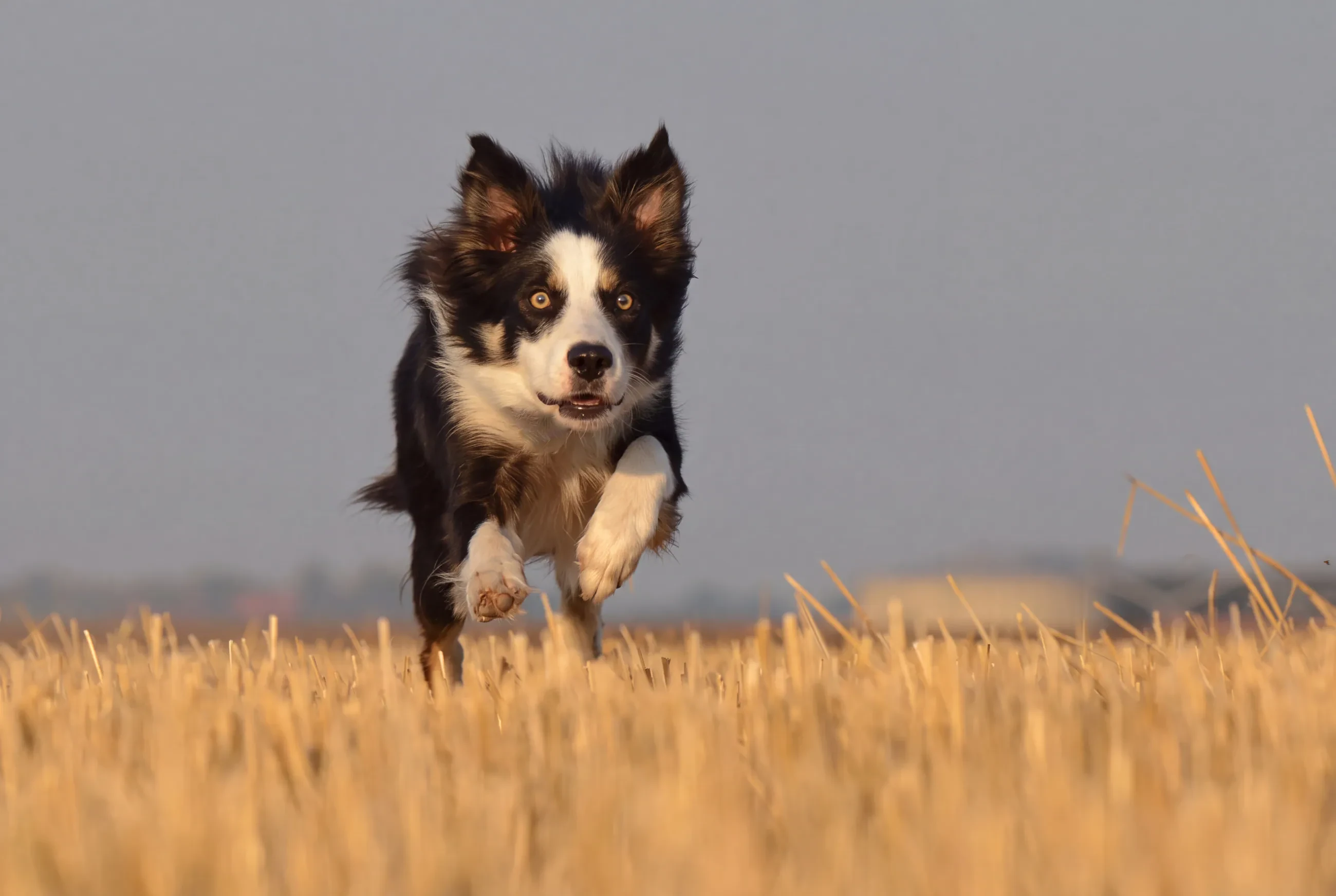 A border collie running towards the camera across a stubble paddock